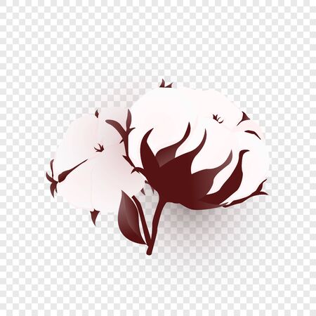 Isolated cotton branch on transparent background. Realistic bio flower. Vector Illustrationのイラスト素材