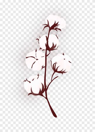 Isolated cotton plant branch on transparent background. Realistic bio flower. Vector Illustrationのイラスト素材
