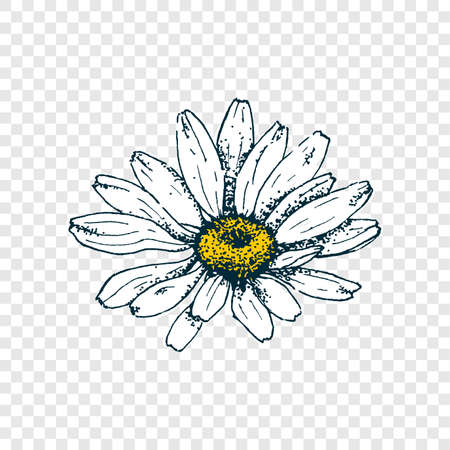 Isolated cute daisy head flower. Hand draw chamomile. Yellow white floral marquerite in simple flat style on transparent background. Vector printable Illustrationのイラスト素材