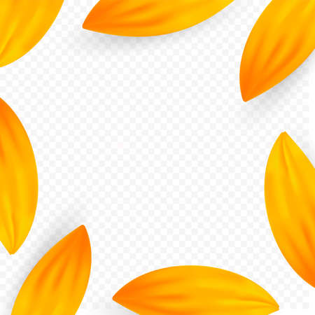 Template frame with realistic sunflower and yellow petals composition. Vector summer flower isolated on white background. Creative design concept のイラスト素材