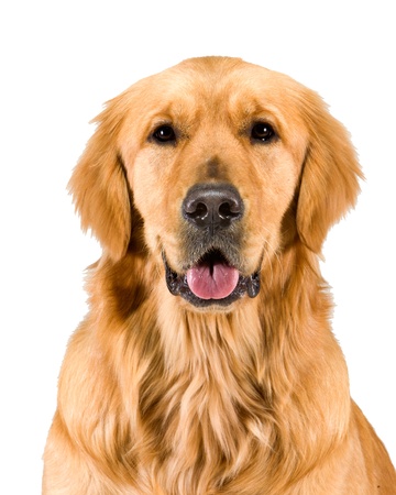 Golden Retriever Head & Shouldersの写真素材