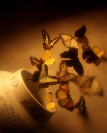 Butterfliesの写真素材