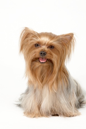 Yorkieの写真素材