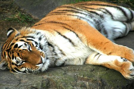 Tiger Sleepingの写真素材