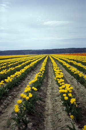 Tulip Fieldの写真素材