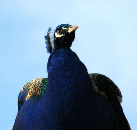 A proud colorful peacock.の写真素材