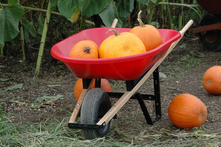 Pumpkins being picked for  day.の写真素材