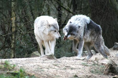 Wolves in combat over territory.の写真素材