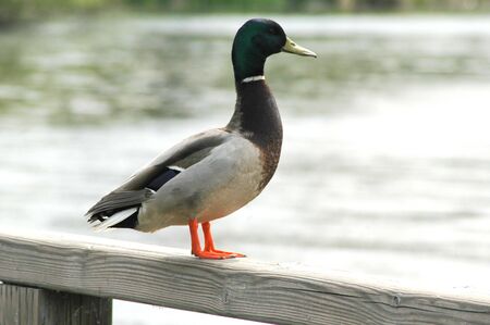 Mallard duck sitting on a bridge.の写真素材