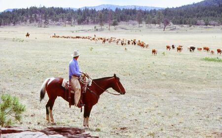 Cattle roundup in the country.の写真素材