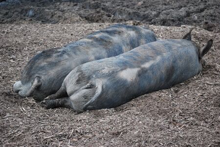 Pigs sleeping on the farm.の写真素材
