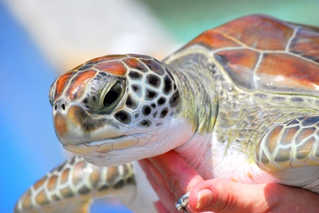 Female holding a turtle outdoors.