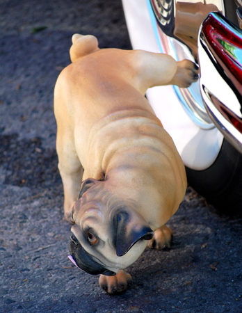 Pug urinating on the whitewall tire of a classic car の写真素材