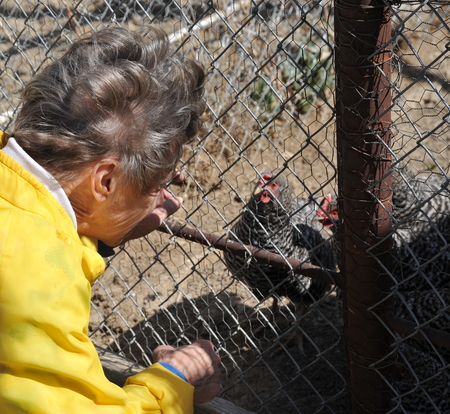 Female feeding chicken outdoors.の写真素材