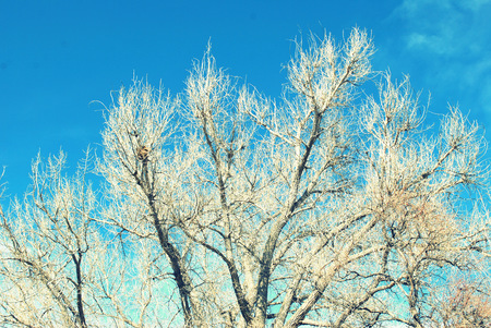 Trees in nature abstract outdoors.の写真素材