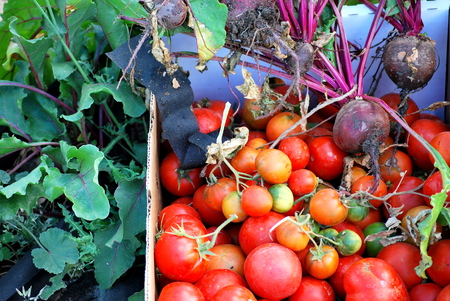 Organic beets and tomatoes from the garden.の写真素材