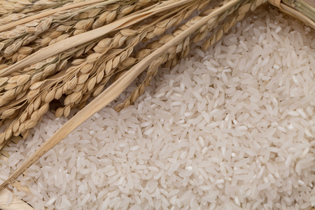 Wheat and riceの写真素材