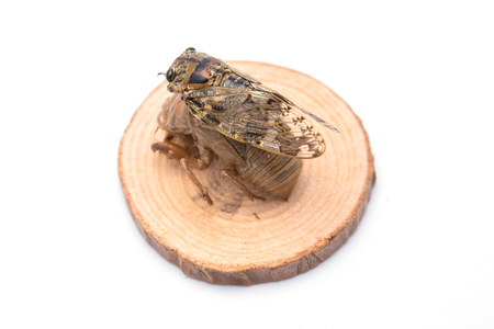 cicada slough