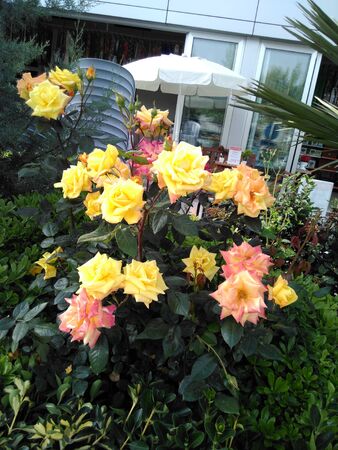 Roses beatiful love nature flowersのeditorial素材