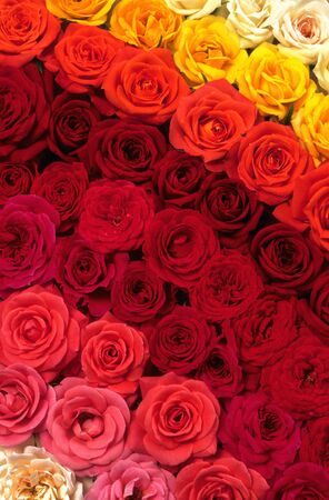 multicolored roses viewed from aboveの写真素材