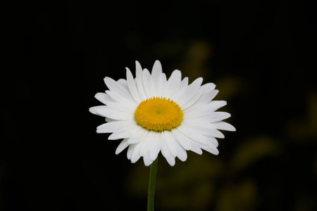 Daisy Daisyの写真素材