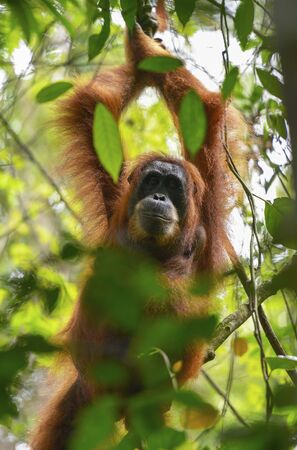 Orangutan in the jungle in Bukit Lawang, Sumatra, Indonesia