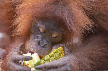 Orangutan in the jungle in Bukit Lawang, Sumatra, Indonesiaの写真素材