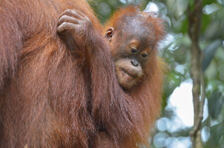 Orangutan in the jungle in Bukit Lawang, Sumatra, Indonesiaの写真素材