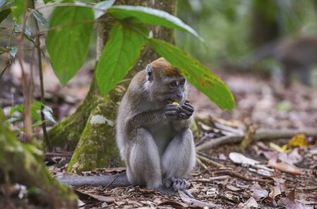 Monkey in the jungle in Bukit Lawang, Sumatra, Indonesia