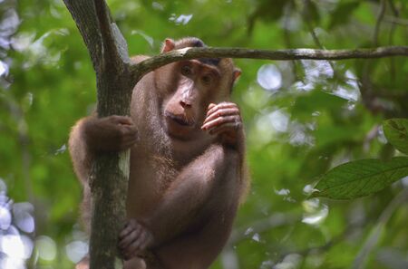 Monkey in the jungle in Bukit Lawang, Sumatra, Indonesiaの写真素材