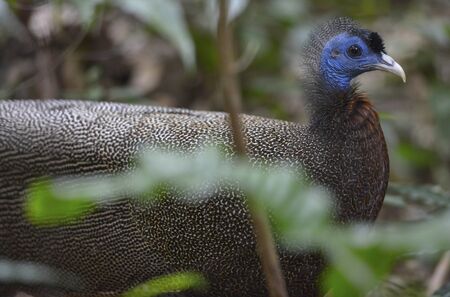 Peacock, bird jungle Sumatra in Indonesia.の写真素材