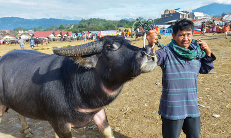 Rantepao, Tana Toraja, Sulawesi, Indonesia - August 16: Buffalo Market Pasar Bolu on August 16, 2016 in Rantepao, Sulawesi. The market for trading buffalos During funeral ceremonies for sacrificeのeditorial素材