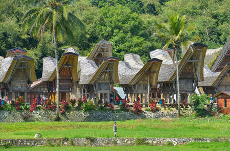 Tana Toraja, Sulawesi, Indonesia - August 15: Tongkonan traditional houses on August 15, 2016 in Tana Toraja, Sulawesi, Indonesiaのeditorial素材