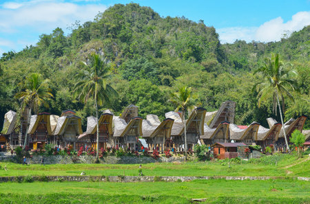 Tana Toraja, Sulawesi, Indonesia - August 15: Tongkonan traditional houses on August 15, 2016 in Tana Toraja, Sulawesi, Indonesiaのeditorial素材
