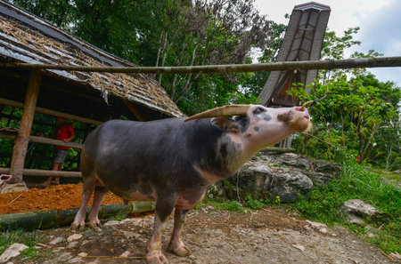 Tana Toraja, Sulawesi, Indonesia - August 15: A buffalo in a traditional house on August 15, 2016 in Tana Toraja, Sulawesi, Indonesia.のeditorial素材