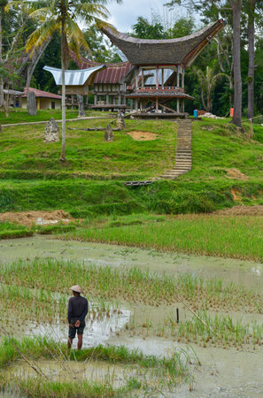 Tana Toraja, Sulawesi, Indonesia - August 15: Tongkonan traditional houses on August 15, 2016 in Tana Toraja, Sulawesi, Indonesiaのeditorial素材
