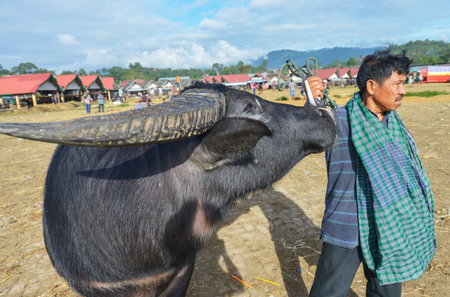 Rantepao, Tana Toraja, Sulawesi, Indonesia - August 16: Buffalo Market Pasar Bolu on August 16, 2016 in Rantepao, Sulawesi. The market for trading buffalos During funeral ceremonies for sacrificeのeditorial素材