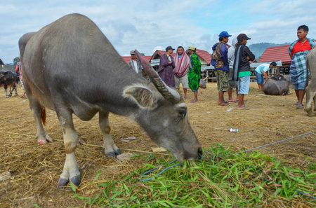 Rantepao, Tana Toraja, Sulawesi, Indonesia - August 16: Buffalo Market Pasar Bolu on August 16, 2016 in Rantepao, Sulawesi. The market for trading buffalos During funeral ceremonies for sacrificeのeditorial素材