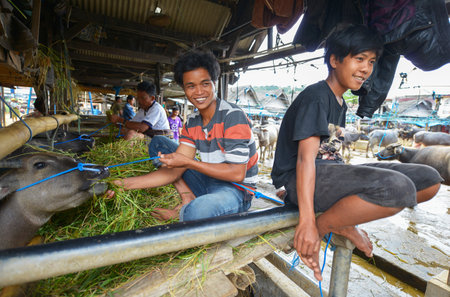 Rantepao, Tana Toraja, Sulawesi, Indonesia - August 16: Buffalo Market Pasar Bolu on August 16, 2016 in Rantepao, Sulawesi. The market for trading buffalos During funeral ceremonies for sacrificeのeditorial素材