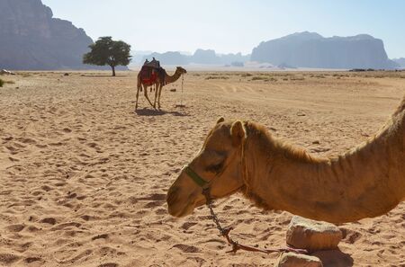 Dromedaries in the desert of Wadi Rum, Jordan