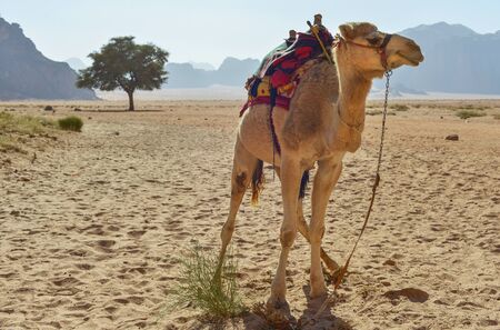 Dromedaries in the desert of Wadi Rum, Jordanの写真素材