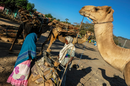 Aksum, Ethiopia - January 13: Camels loaded with firewood in a street of Aksum on January 13, 2018 in Aksum, Ethiopia.のeditorial素材