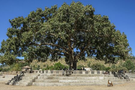 Fig tree in a square in the center of Aksum in Ethiopia.の写真素材