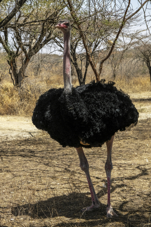 Ostrich in the Abijatta-Shalla National Park in Ethiopia.の写真素材