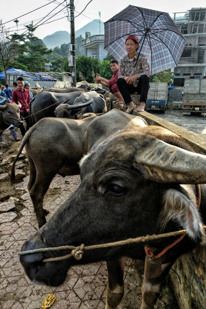 Bac Ha, Vietnam - August 26, 2018: Unidentified people buying and selling buffalo at Sunday market...