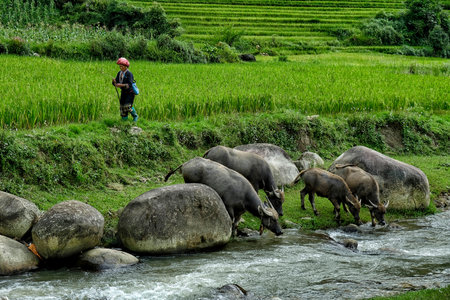 Sa Pa, Vietnam - August 23: Unidentified woman of the Red Dao Ethnic Minority People of Vietnam walking in a rice field on August 23, 2018 in Sa Pa.のeditorial素材