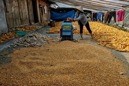 Bac Ha, Vietnam - August 25: Woman drying corn on August 25, 2018 in Bac Ha, Vietnam.のeditorial素材