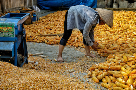 Bac Ha, Vietnam - August 25: Woman drying corn on August 25, 2018 in Bac Ha, Vietnam.のeditorial素材