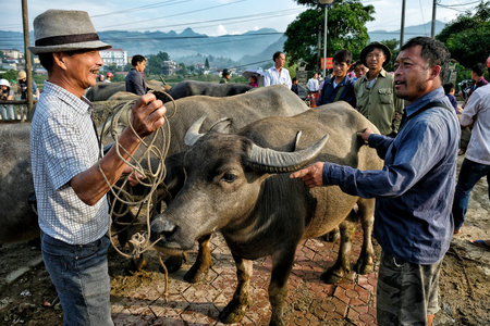 Bac Ha, Vietnam - August 26, 2018: Unidentified people buying and selling buffalo at Sunday market on August 26, 2018 in Bac Ha, Vietnam.のeditorial素材