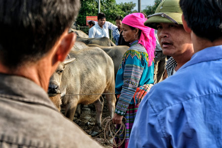 Bac Ha, Vietnam - August 26, 2018: Unidentified people buying and selling buffalo at Sunday market on August 26, 2018 in Bac Ha, Vietnam.のeditorial素材